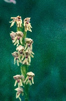 Orchis galilea